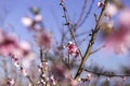 Pink flowers of nectarine tree close-up on blurred background of orchard Royalty Free Stock Photo