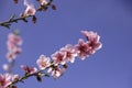 Pink flowers of nectarine tree close-up on blurred background of orchard Royalty Free Stock Photo