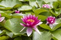 Pink flowers of nenuphar Nymphaea with leaves