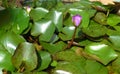 Pink Flowers of nenuphar in pond surrounded by green leaf.