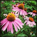 Pink Flowers in New York City