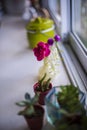 Pink flowers in a nice pot on a counter near a window with beautiful morning sunlight casts.