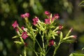 Pink flowers of a nicotiana tabacum or tobacco plant Royalty Free Stock Photo