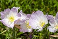 Pink flowers of a oenothera speciosa or evening primrose plant in the sunshine Royalty Free Stock Photo