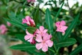 Pink flowers of an oleander with leaves in the summer evening Royalty Free Stock Photo