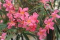 Pink flowers of oleander or nerium on a sunny day with leaves in summer Royalty Free Stock Photo