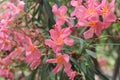 Pink flowers of oleander or nerium on a sunny day with leaves in summer Royalty Free Stock Photo