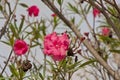 Pink flowers of an oleanders srhub in a park in Barcelona