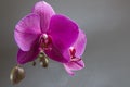 Pink flowers orchid Royalty Free Stock Photo