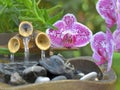 orchid put on a little decorative bamboo fountain Royalty Free Stock Photo