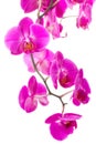 Pink flowers orchid