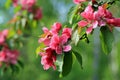 Pink Flowers of Ornamental Grab Apple Royalty Free Stock Photo