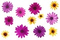 Pink flowers of Osteospermum and yellow flowers of Rudbeckia hirta isolated on white Royalty Free Stock Photo