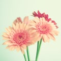 Pink flowers over mint Royalty Free Stock Photo