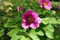 Pink flowers of paeonia daurica