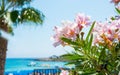 Pink flowers, palm tree and sea views on the coast of Cyprus Royalty Free Stock Photo