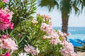 Pink flowers, palm tree and sea views on the coast of Cyprus Royalty Free Stock Photo