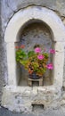 Pink flowers on the pant Cyprus Royalty Free Stock Photo