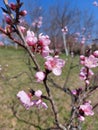 Pink flowers of peach tree bloom in garden Royalty Free Stock Photo