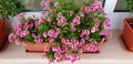 Pink flowers pelargonium or geranium bloom in a pot