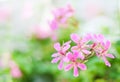 Pink flowers Pelargonium peltatum