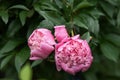 Pink flowers peonies. Background with pink peonies. Peonies garden