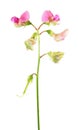 Pink flowers of Perennial pea or Lathyrus latifolius isolated on white background. Medicinal plant