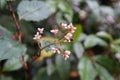 Pink flowers of Persicaria Chinensis are commonly known as creeping smartweed or Chinese knotweed in nature.