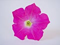 Pink flowers Petunia axillaris isolated on white background ,surfinia genus petunia Royalty Free Stock Photo