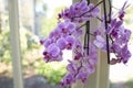 Pink flowers of Phalaenopsis aphrodite, mini hibrid in the garden. Summer and spring time Royalty Free Stock Photo