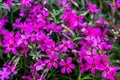 Pink flowers phlox bloom on a flowerbed on a bright, sunny day
