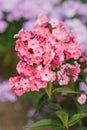 Pink flowers of phlox paniculata in the garden bloom in summer. Close-up of summer flowers Royalty Free Stock Photo