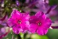 2 pink flowers Phlox with water drops after the fresh rain. Still life. Spring background. Extream closeup macro shot Royalty Free Stock Photo