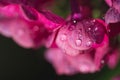 pink flowers Phlox with water drops after the fresh rain. Still life. Spring background. Extream closeup macro shot Royalty Free Stock Photo