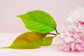 Pink flowers on pink background