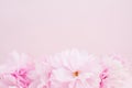 Pink flowers on pink background