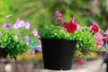 Pink flowers planted in black pots hung