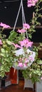 A pink flowers planted in white pots Royalty Free Stock Photo
