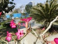 Pink Flowers Plants in Green Garden Royalty Free Stock Photo