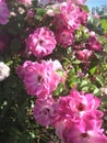 pink flowers plants shrub varietal roses for landscaping