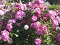 pink flowers plants shrub varietal roses for landscaping