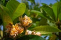 Pink flowers or Plumeria obtusa in garden. Royalty Free Stock Photo