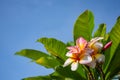 Pink flowers or Plumeria obtusa in garden. Royalty Free Stock Photo