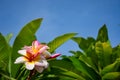 Pink flowers or Plumeria obtusa in garden. Royalty Free Stock Photo