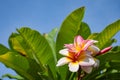 Pink flowers or Plumeria obtusa in garden. Royalty Free Stock Photo