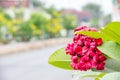 Pink flowers or Plumeria obtusa in garden Royalty Free Stock Photo