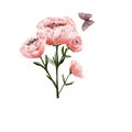 pink flowers, poppies, roses, with a butterfly delicate of detailed watercolor