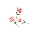 pink flowers, poppies, roses, delicate of detailed watercolor