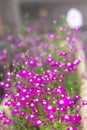 Pink flowers in a pot called lobelia is blooming in backyard garden, blurred background. Summer or spring concept. Royalty Free Stock Photo