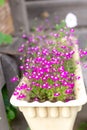 Pink flowers in a pot called lobelia is blooming in backyard garden, blurred background. Summer or spring concept. Royalty Free Stock Photo